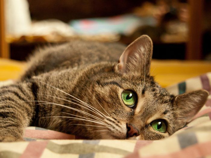Сколько лет живут кошки: таблицы по породам и человеческим годам