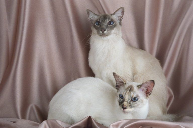 Балинезийская Кошка Фото