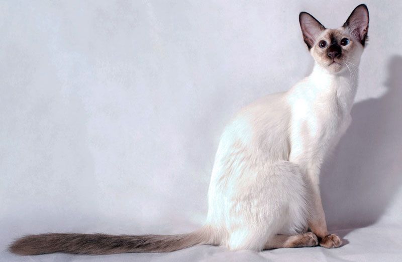 Балинезийская Кошка Фото И Описание Породы