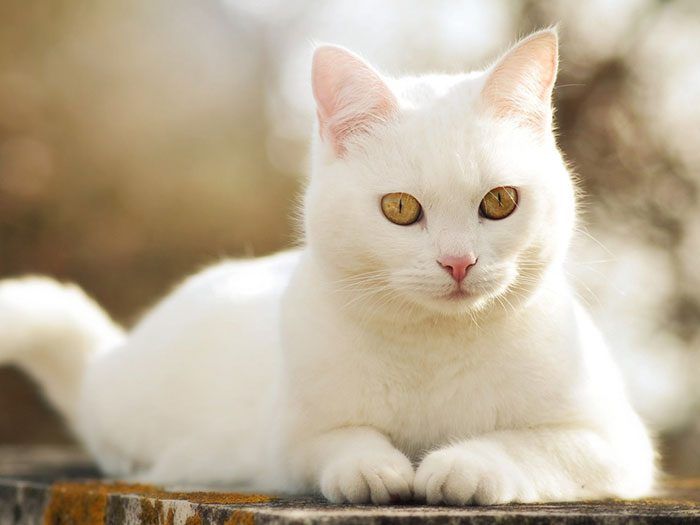 Белый кот с желтыми глазами