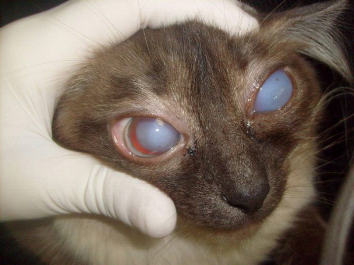 Болезнь у котов с глазами лечение thumbnail