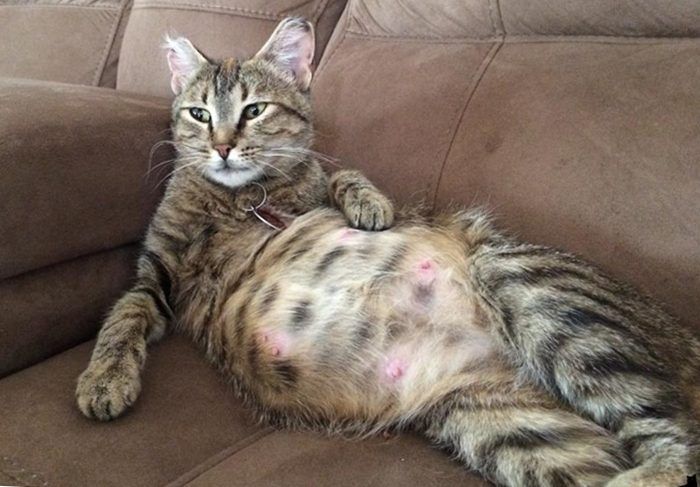 Беременная кошка лежит на диване 