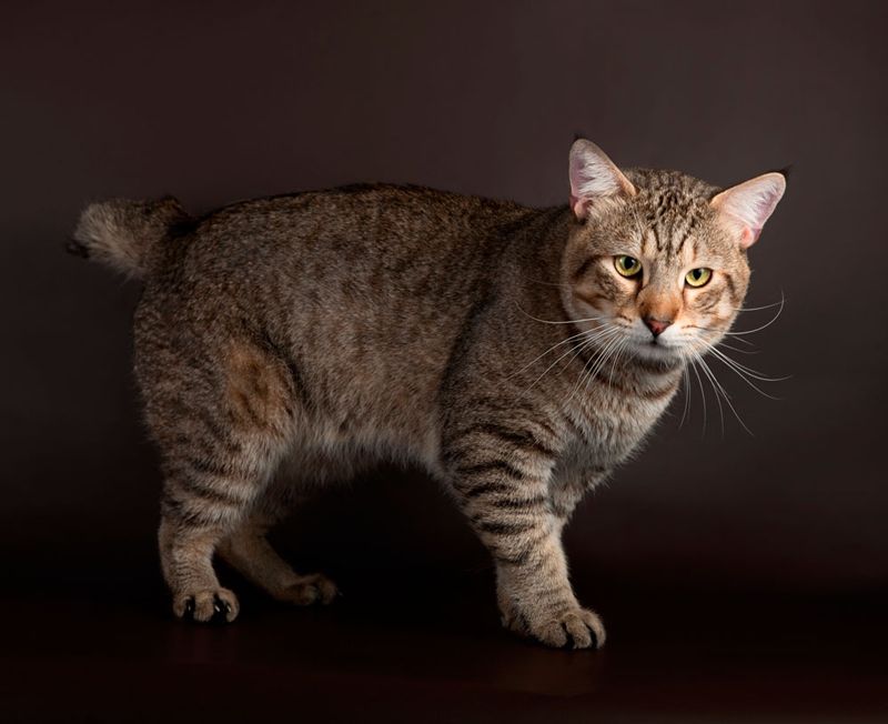 Как называется порода кошек без хвоста фото