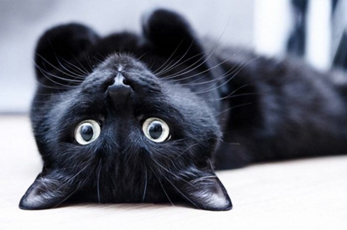 Черный кот 