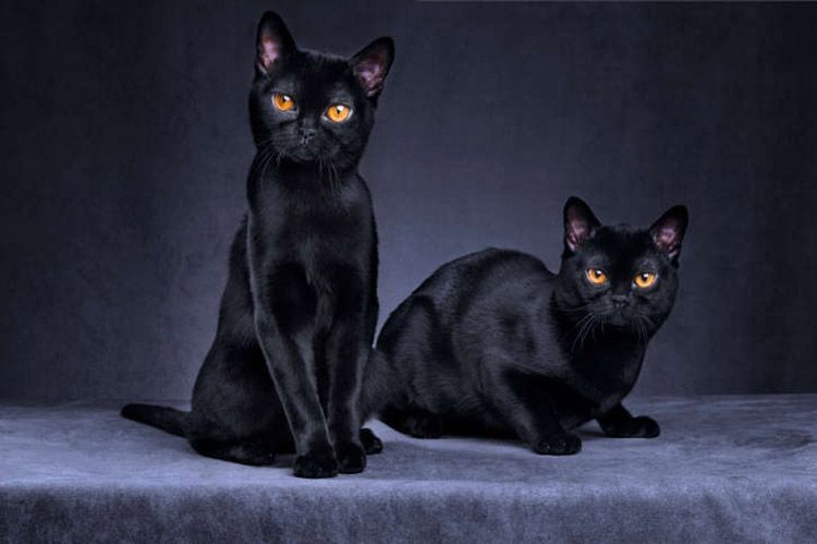 Породы Кошек Черного Окраса Фото