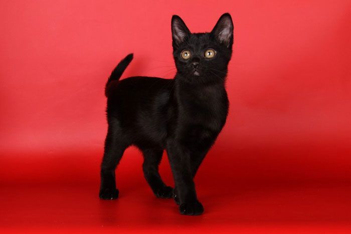 Черные Коты Породы С Фото