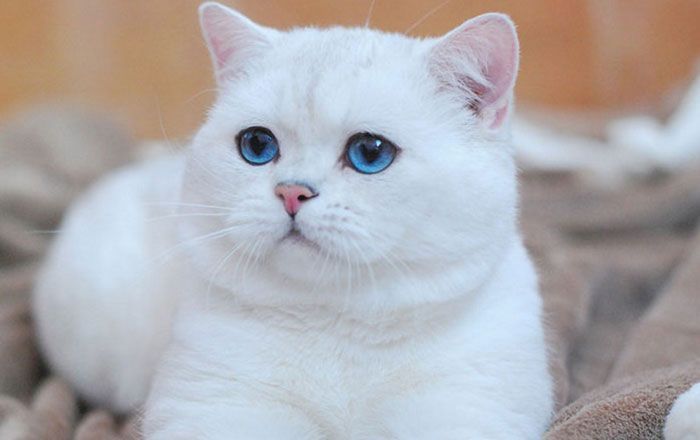 Правда ли, что все белые кошки и коты глухие, только факты
