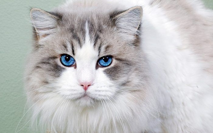 Породы кошек с голубыми глазами: ТОП 11 и 48 фотографий