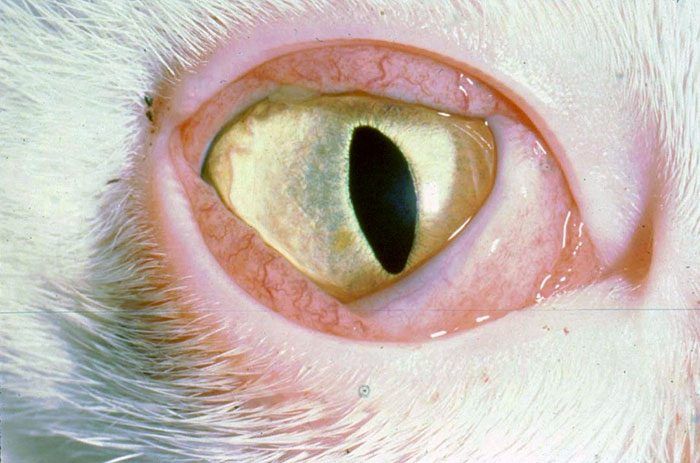 Пораженный глаз при хламидиозе у кошек