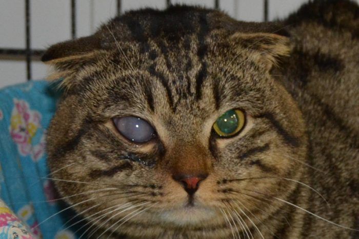 Проблемы с глазами у кошек лечение thumbnail