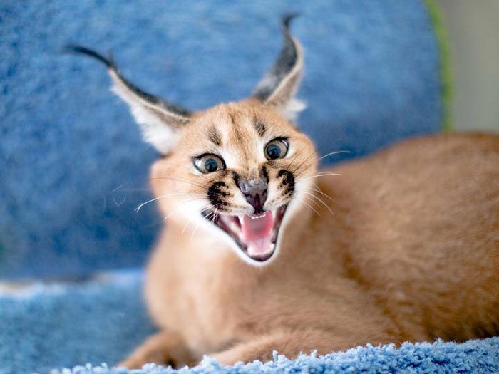 Порода кошек Каракал: описание, характер, фото, частые болезни
