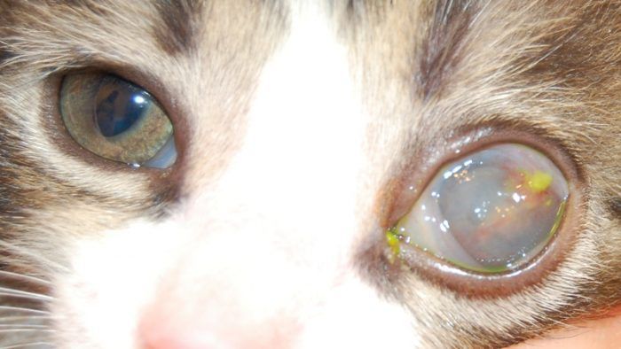 У котят больные глаза лечение thumbnail