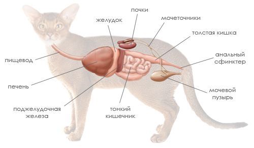 У кошки увеличена печень – гепатомегалия у кошек