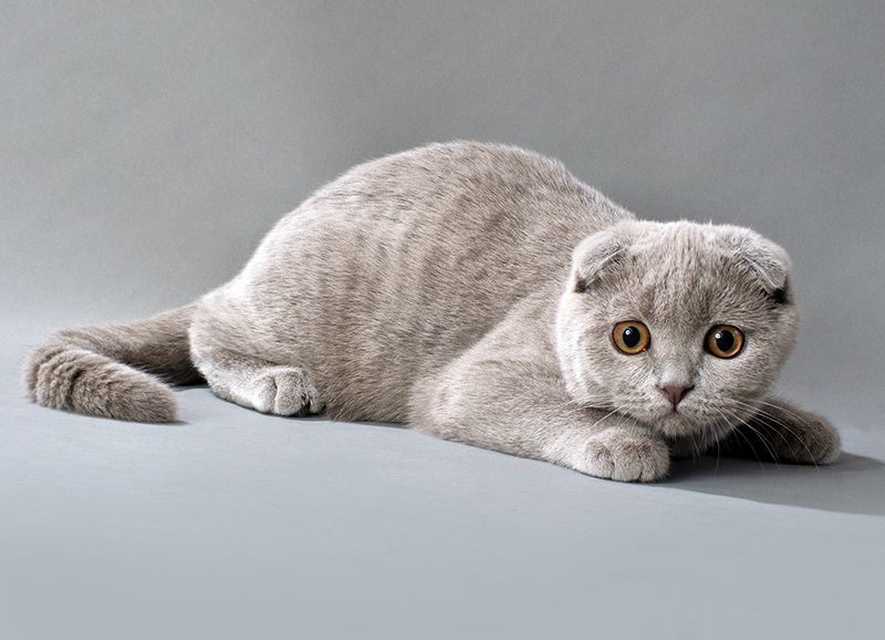 Британская вислоухая короткошерстная кошка фото