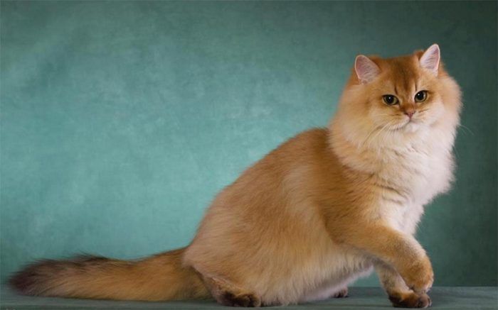 Британская длинношерстная кошка: 26 фото, описание породы, характер, воспитание