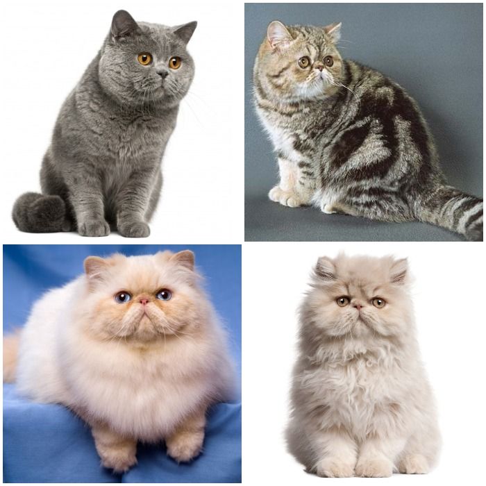 Коты с приплюснутой мордой: ТОП 6, какую породу выбрать?