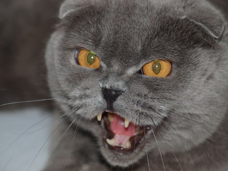 Почему котята шипят. Шотландская вислоухая кошка злая. Злой шотландский кот вислоухий. Британская вислоухая кошка злая. Вислоухий британец злой.
