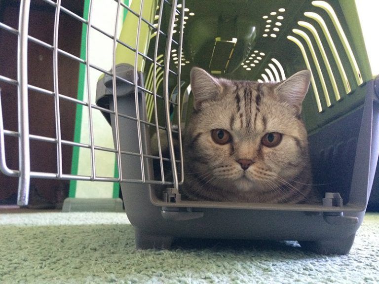 Успокоительные и снотворные для кошек: для перевозки, при стрессе ...