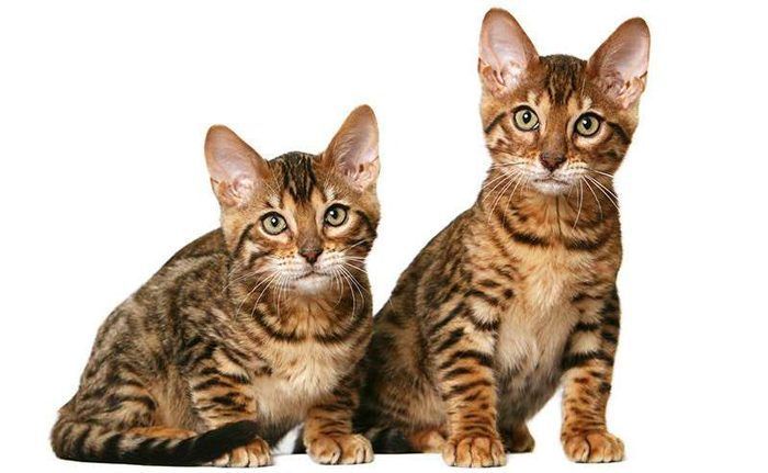 Порода кошек соукок фото thumbnail