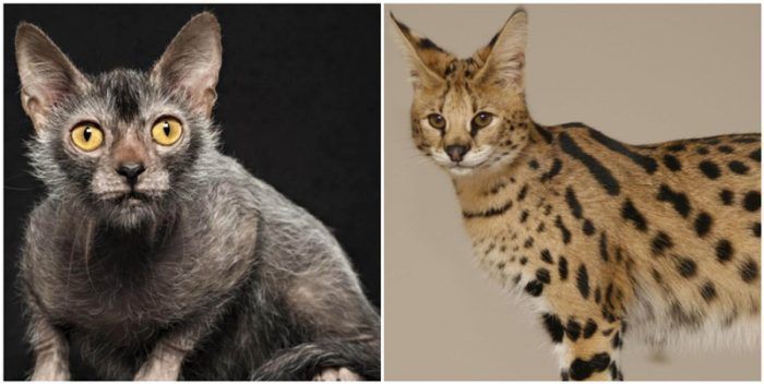 Гипоаллергенные породы кошек с фотографиями и названиями, безаллергенные кошки