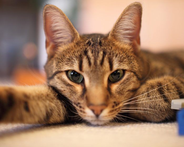 Сколько живут кошки в домашних условиях по человеческим thumbnail