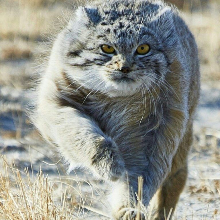 Кошки с приплюснутой мордой и большими глазами порода фото