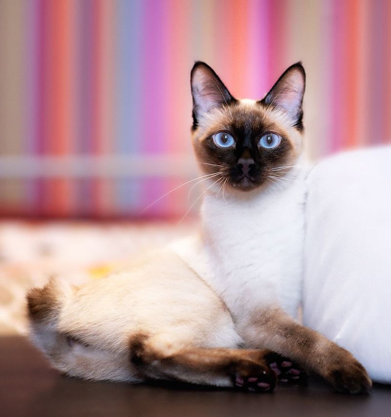 Меконгский бобтейл 🐈 фото кошки, описание породы, характер, уход, стандарты