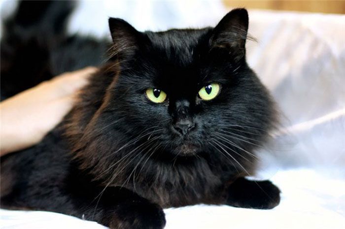 Домашний черный кот - 46 фото