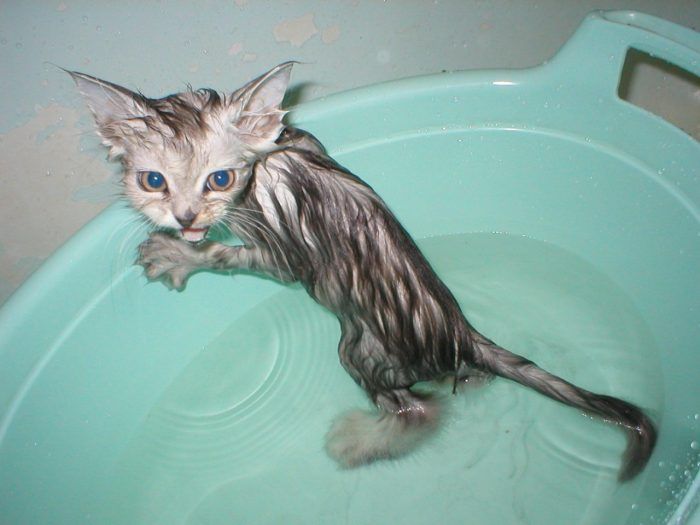 Мокрый котенок