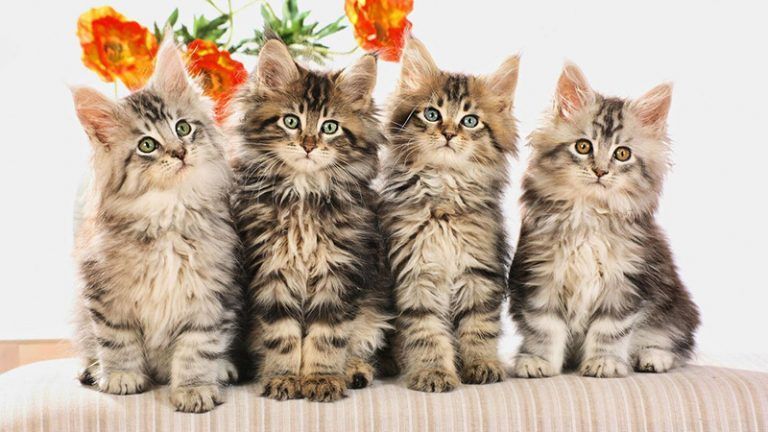 Породы кошек с фотографиями и названиями пород по алфавиту
