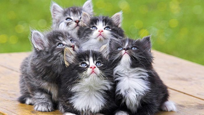 Пушистые кошки: описание 10 пород, характер, отношение к семье и детям