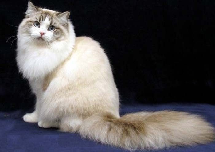 Рагамаффин: фото кошки, цена, описание породы, характер, видео, питомники