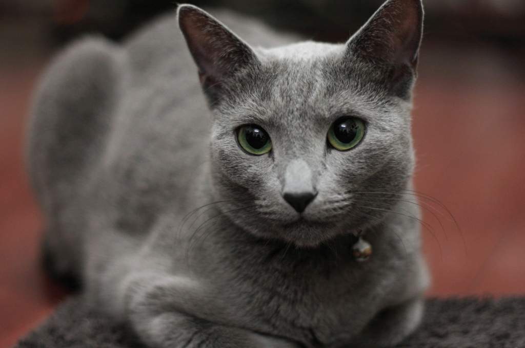 Русская голубая кошка фото и описание породы характеристики