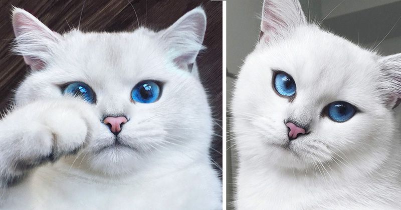 Голубые Кошки Породы Фото