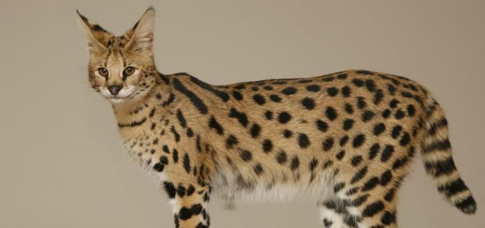 Порода кошек Саванна: фото, характер, содержание и уход