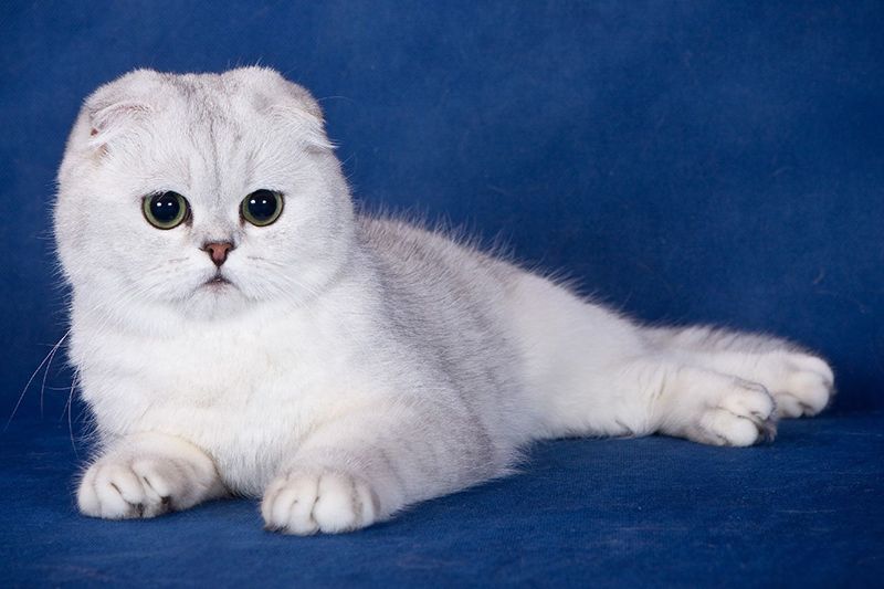 43 окраса шотландских кошек с описанием + 56 фото, вислоухие