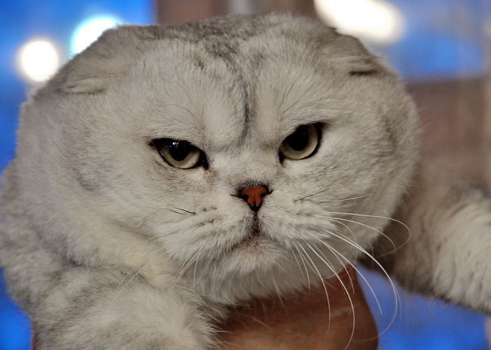 termasuk kucing tercantik di dunia
chinchilla Inggris