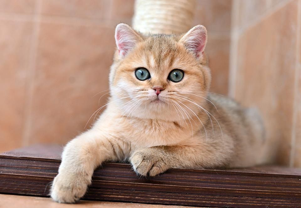 Британский кот , порода золотая шиншилла
