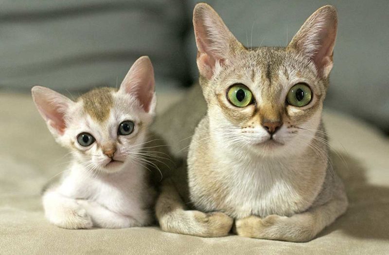 Кошки Короткошерстные Породы Фото