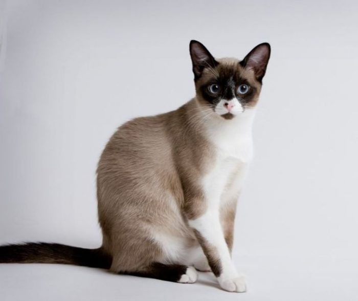 Сноу-шу: фото кошки, цена, описание породы, характер, видео, питомники