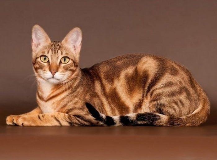 Кошка породы Сококе