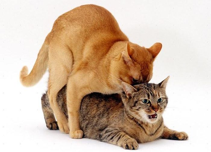 «Можно ли сводить вислоухую кошку с вислоухим котом?» — Яндекс Кью