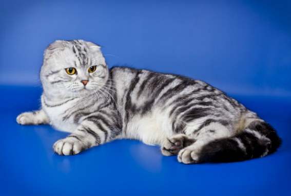 Фото кошек породы вислоухий британец фото thumbnail
