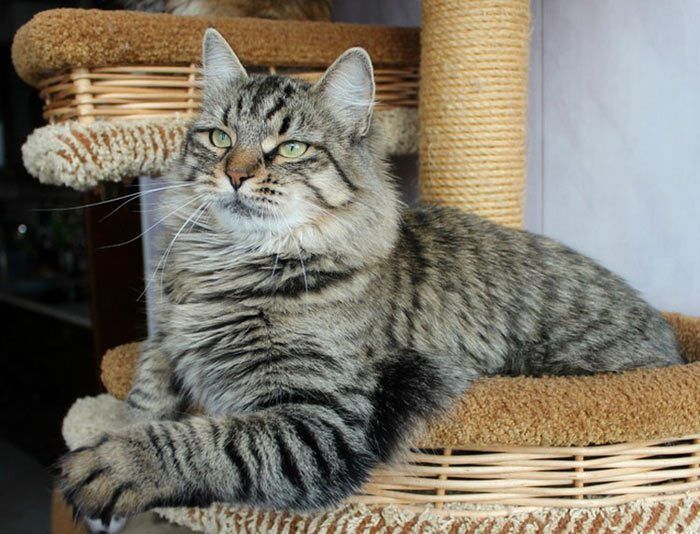 14 самых полосатых пород кошек: 40 фото и описание каждой
