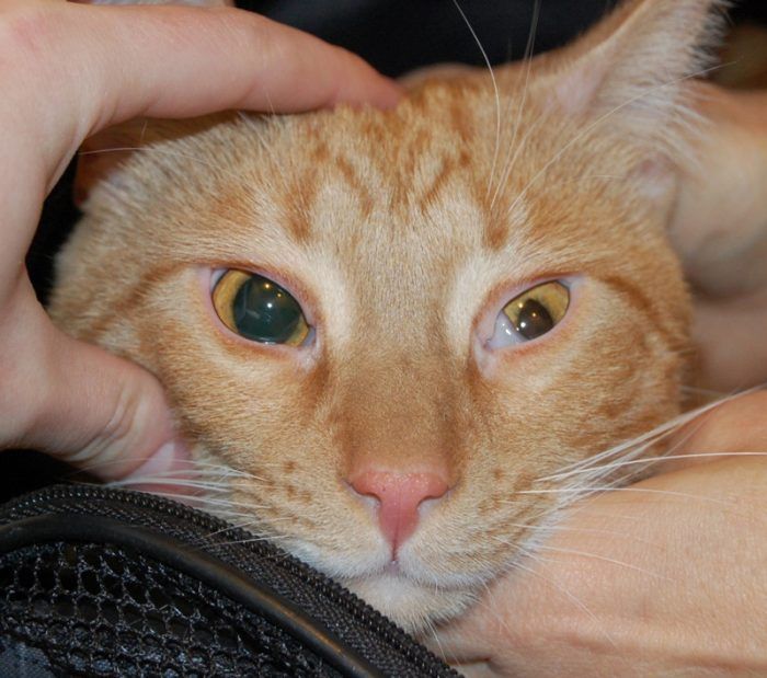 Болезни глаз у кошек: симптомы и лечение, фото каждого заболевания