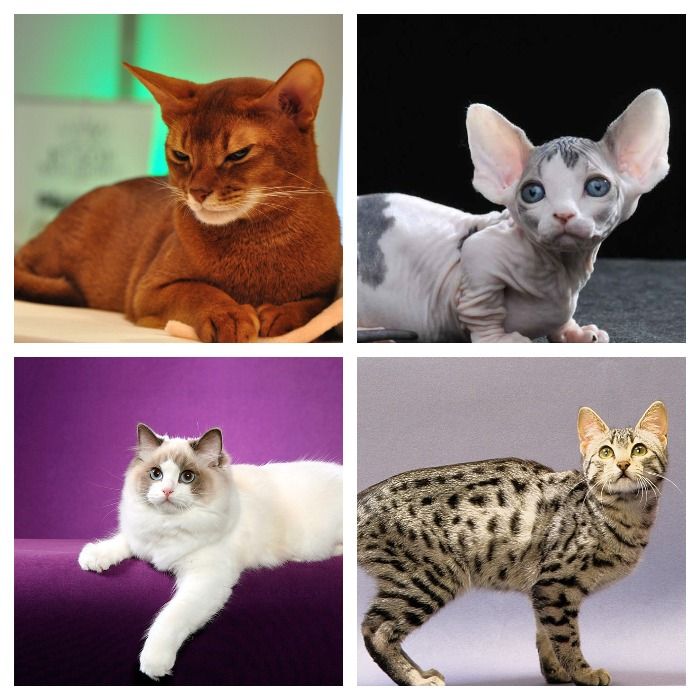 Самые умные породы кошек: ТОП 32 сообразительных питомца