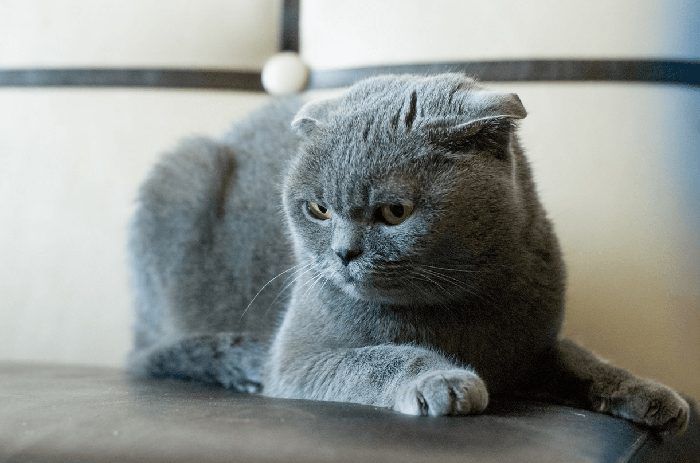 Фото кошек породы вислоухие британцы фото thumbnail