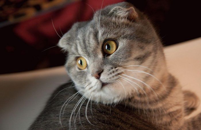 Порода кошек фото с названиями британская вислоухая thumbnail