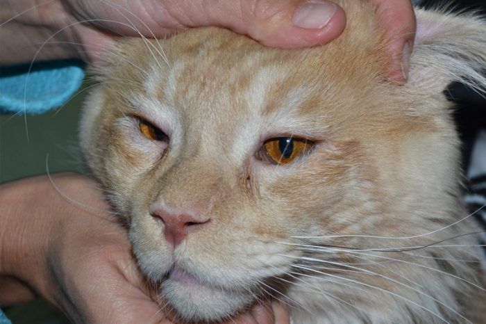 Опухоль роговицы глаза у кошки thumbnail