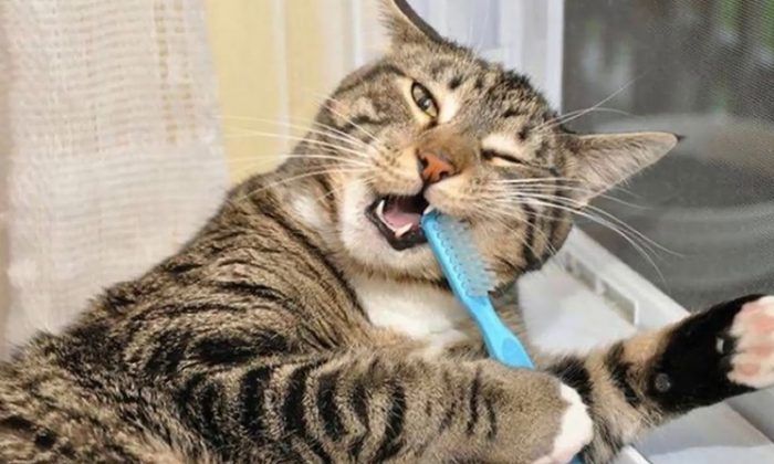 Кот сам чистит зубки